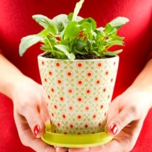 7 Household Plants to Soothe Your Health & Beauty Woes