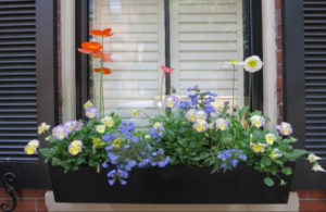 Tips to Quickly Spruce Up Your Home's Outdoor Areas Today