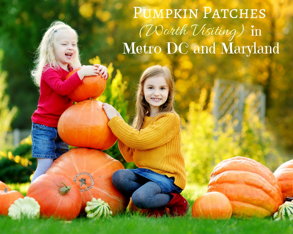 pumpkin-patches