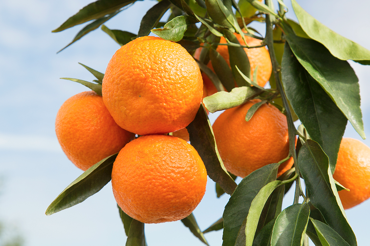 Wonderful Halos mandarins are in season from November to April! Get them at your nearest grocery store today! 