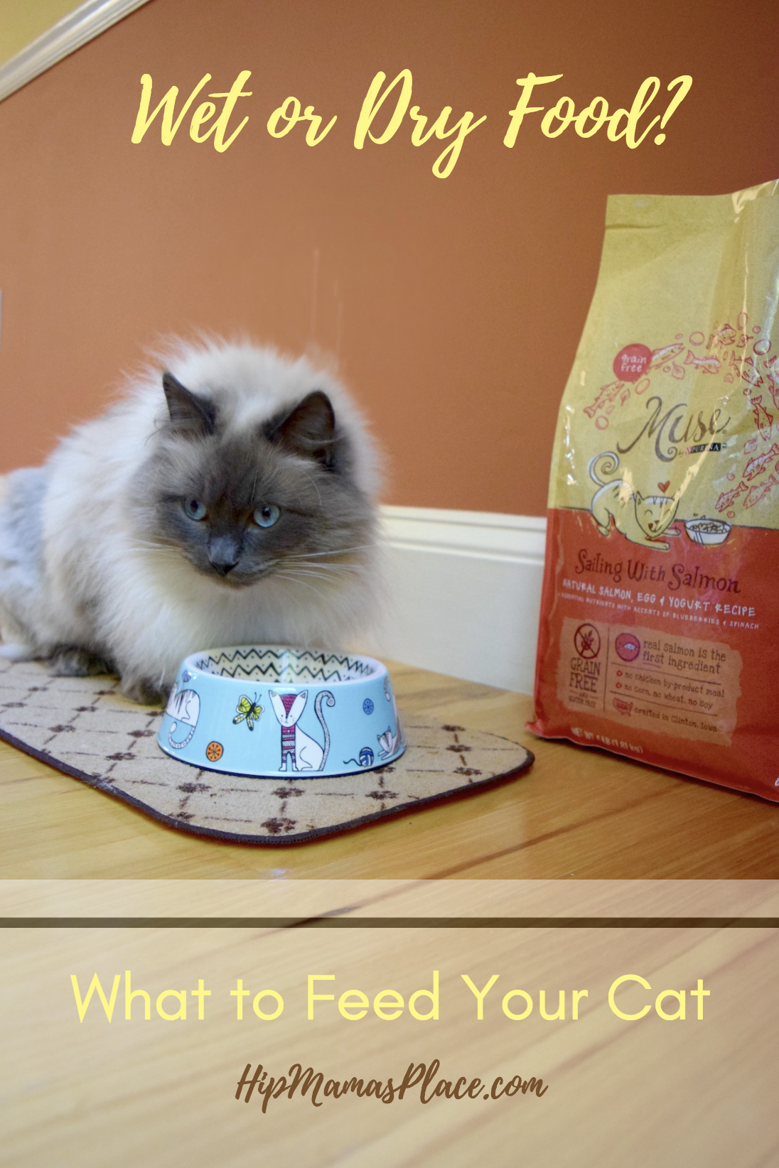 Wet or dry food? What you should feed your cat 