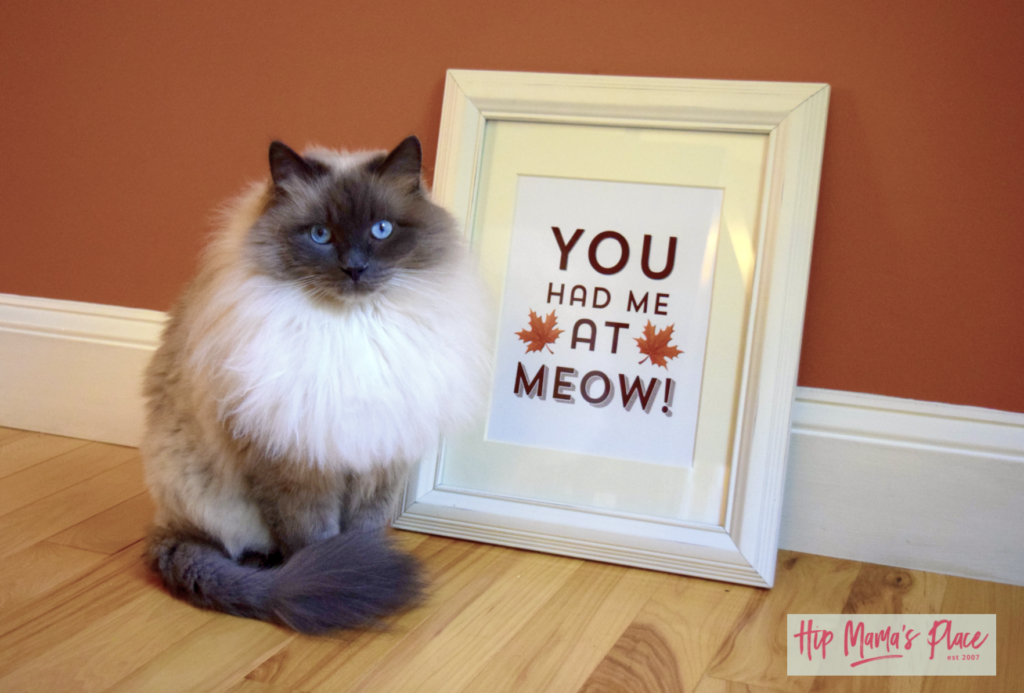 Oscar Approved Purina Muse Cat Food at Petco + Printable Fall “Meow” Framed Art