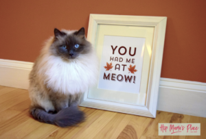 Oscar Approved Purina Muse Cat Food at Petco + Printable Fall "Meow" Framed Art