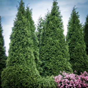 You Can Create a Beautiful Green Garden Screen on a Tight Budget