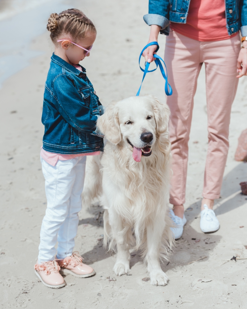 dog walking on leash daily exercise routine for healthy pets