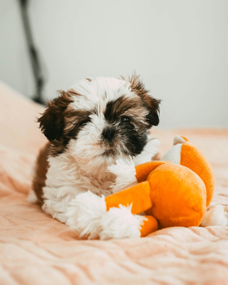 interactive dog toy for mental stimulation and boredom