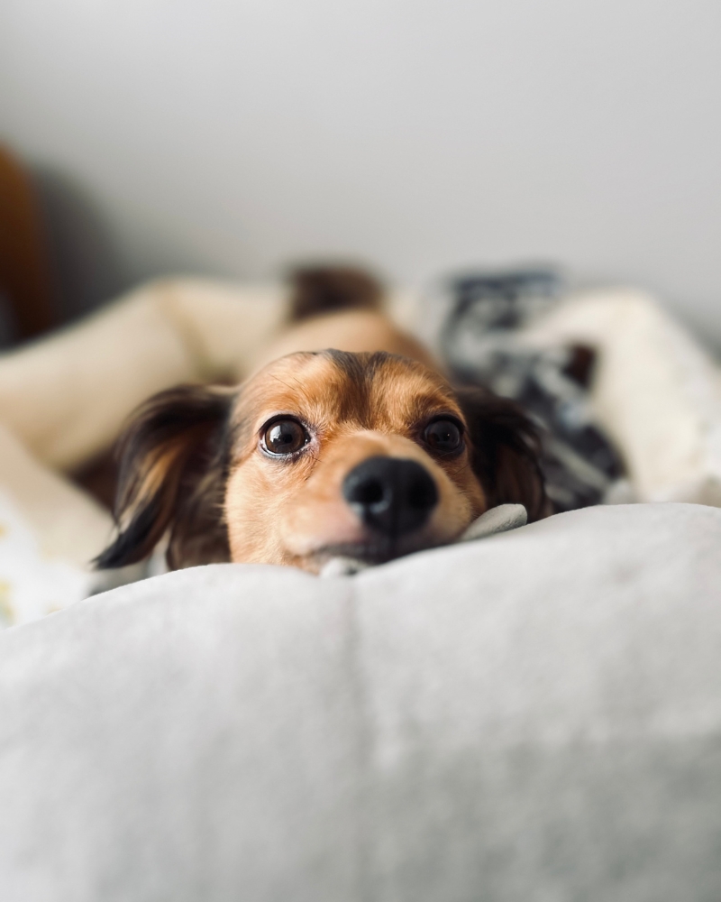 dog resting on cozy bed comfortable home environment