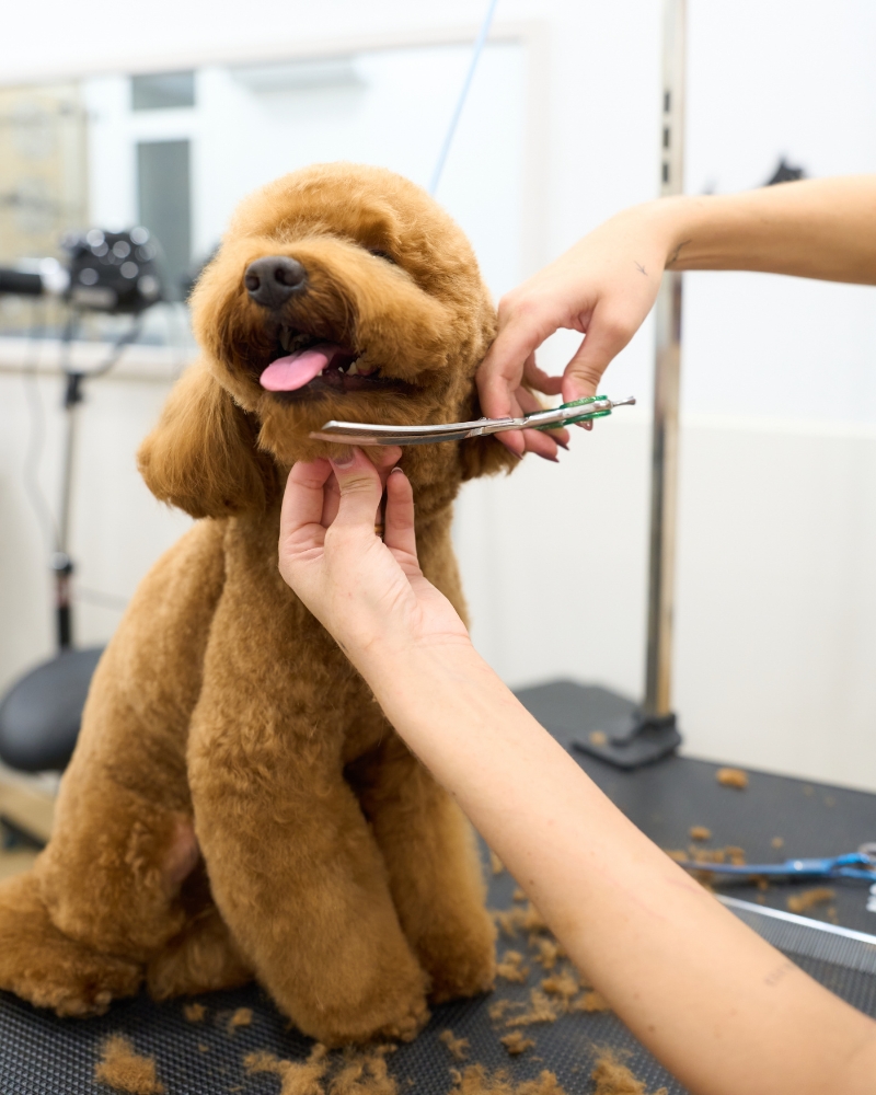 pet grooming at home brushing and nail care routine