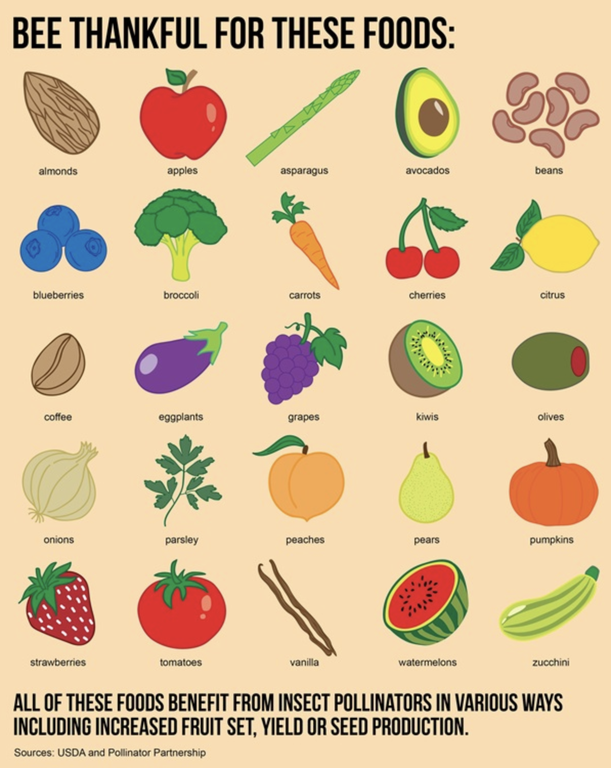 This infographic shows pollinated foods that may be part of your diet. Bee Thankful for these foods! 