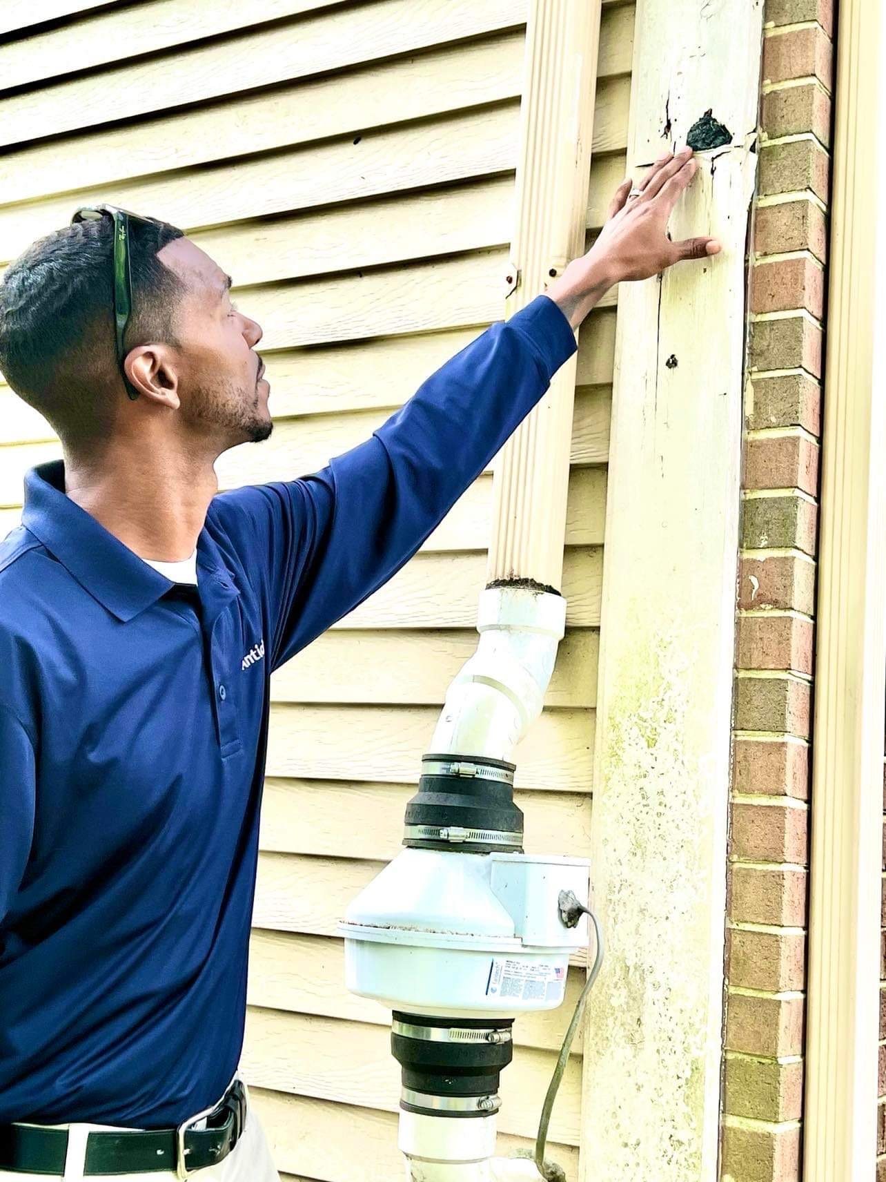 American Pest pest control