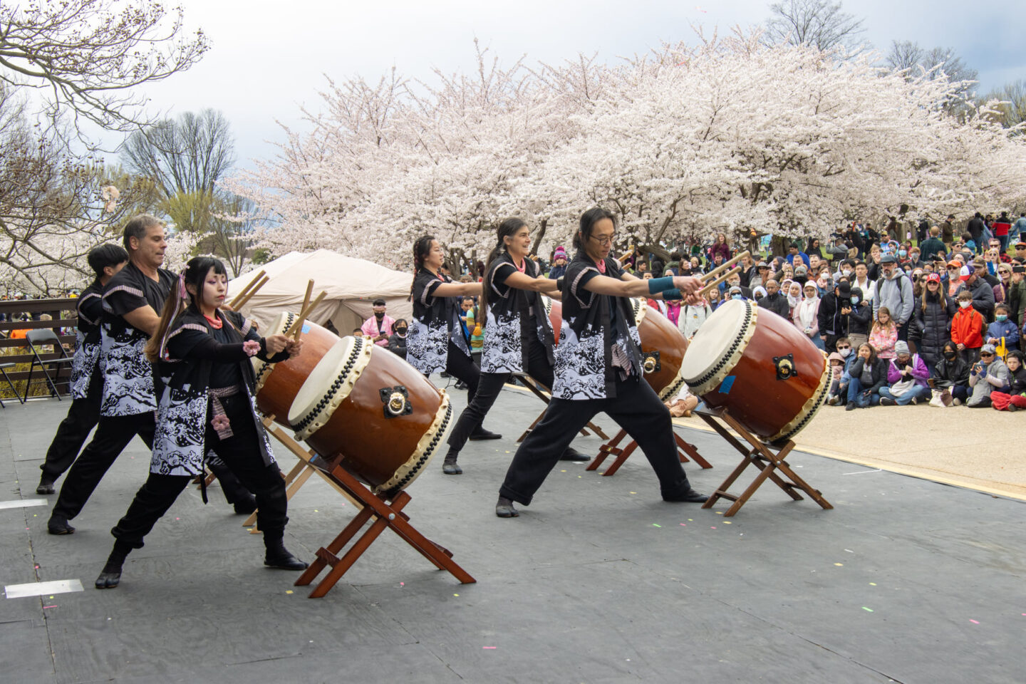 cherry blossom festival in dc