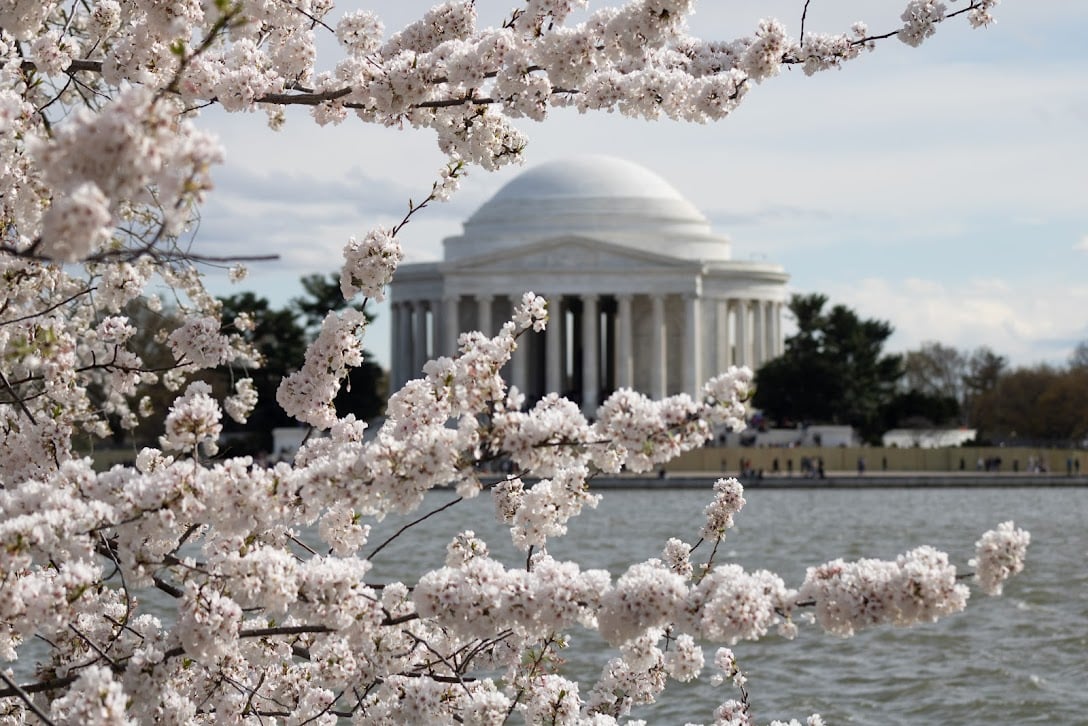 Cherry Blossoms in Washington DC