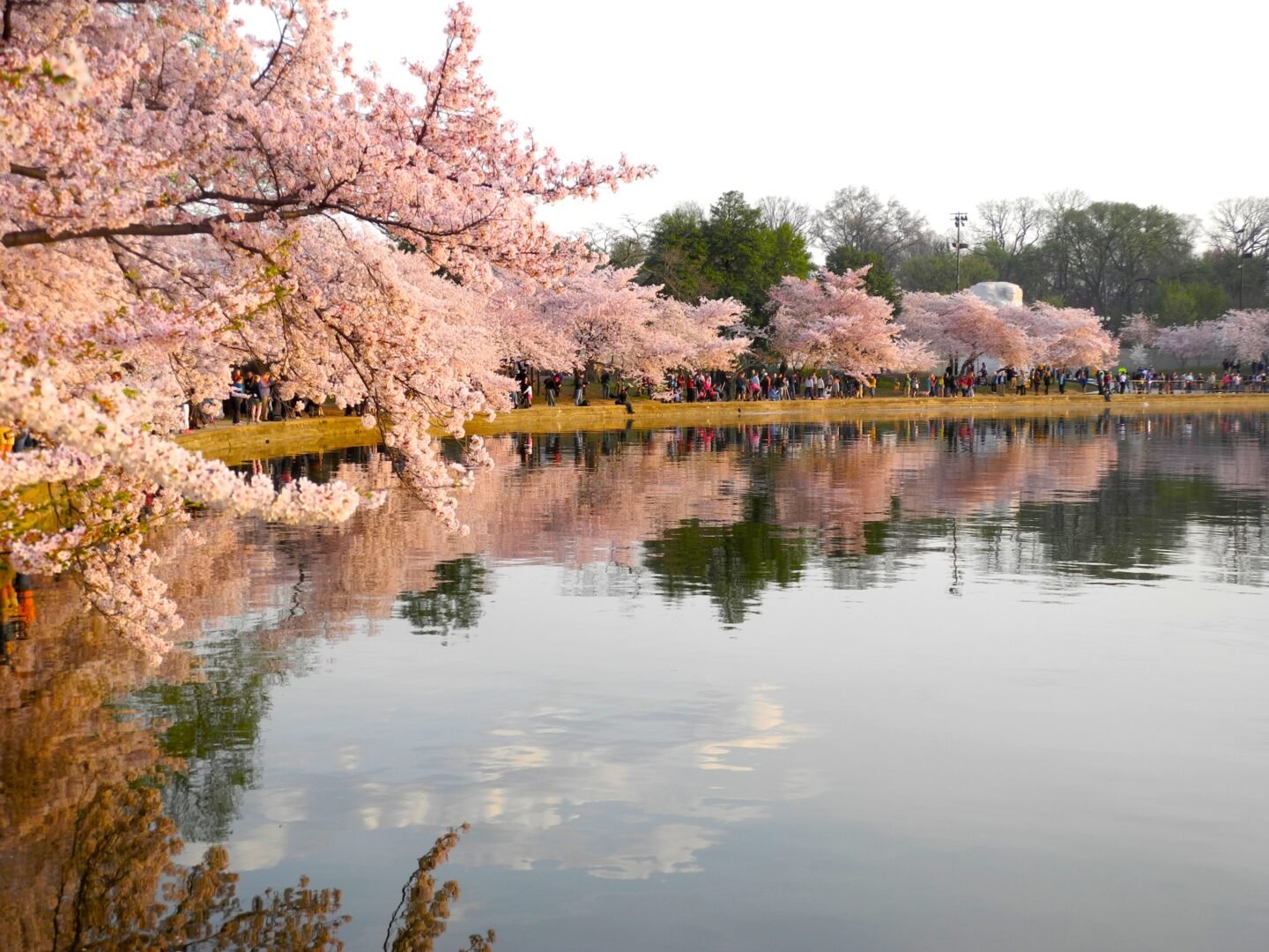 Cherry Blossoms in Washington DC 