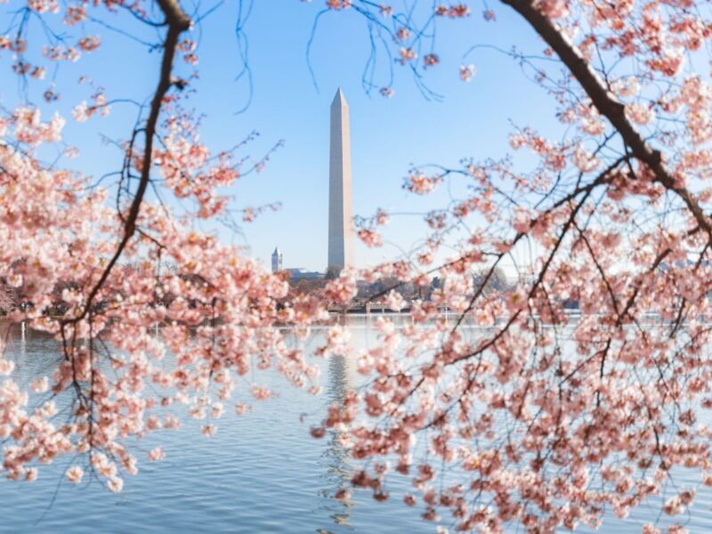 Spring Washington Cherry Blossoms in Washington DC (2026 Guide + Visitor Tips) - Hip Mama ...