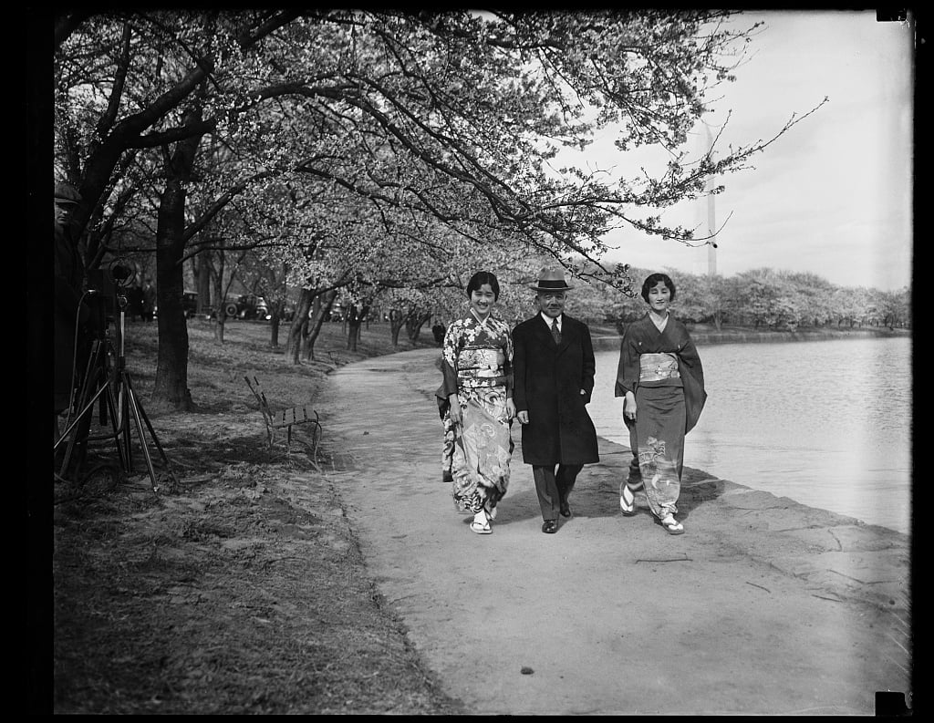 historic cherry blossom trees Washington DC 1912