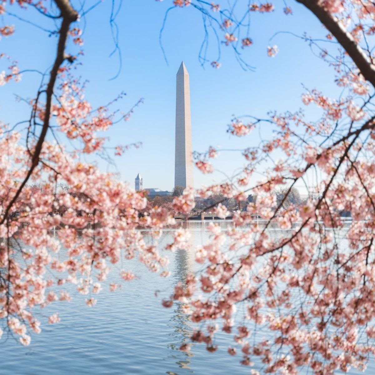 Cherry Blossoms in Washington DC: 2026 Festival Guide + Best Viewing Tips