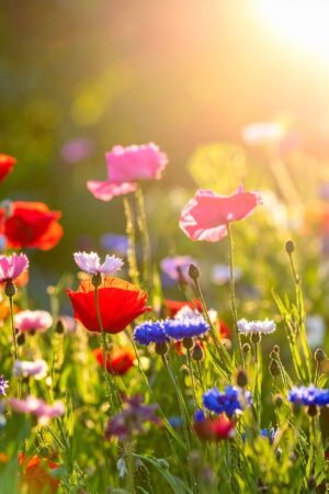 75 Spring Quotes for Fresh Starts, Happiness & New Beginnings - Hip ...