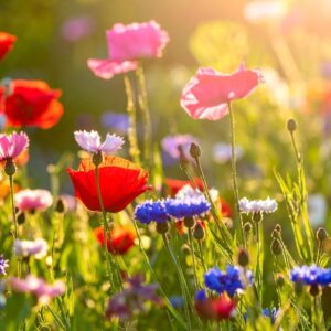 75 Beautiful Spring Quotes to Welcome a Season of Fresh Starts & Joy